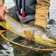 Brow Trout - Canmore Fishing Adventures Species